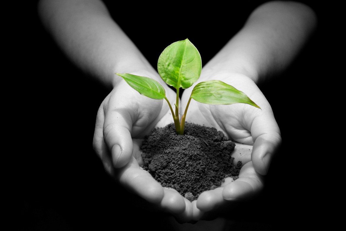 Hands holding sapling in soil