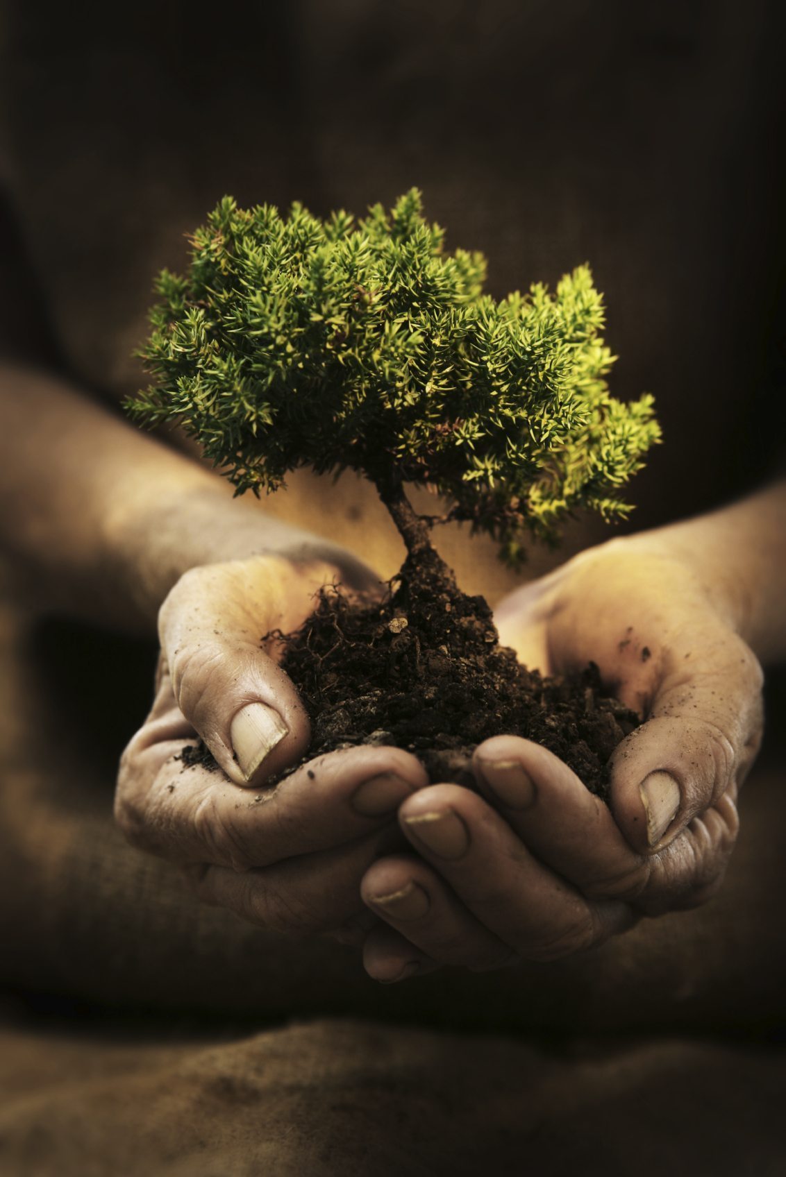 Hands holding sapling in soil (2)